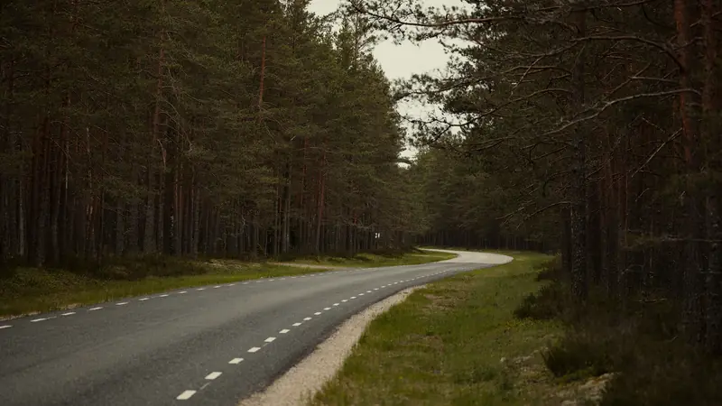 Route bordée de grands pins dans une forêt