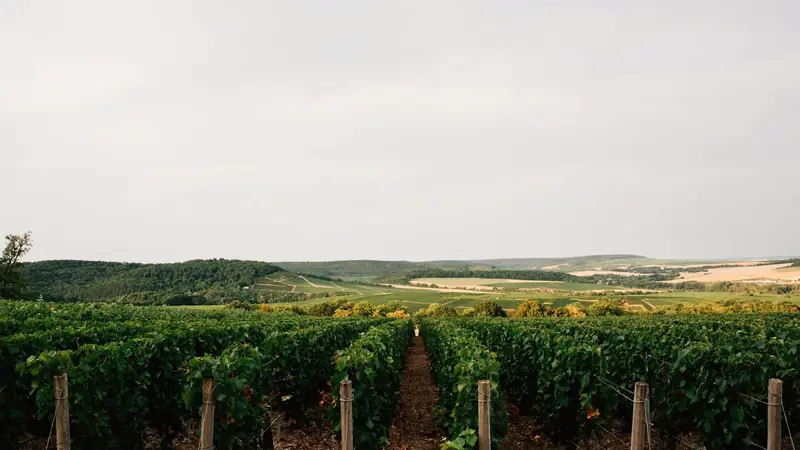 Rangs de vigne s'étendant sur un paysage ouvert sous un ciel clair