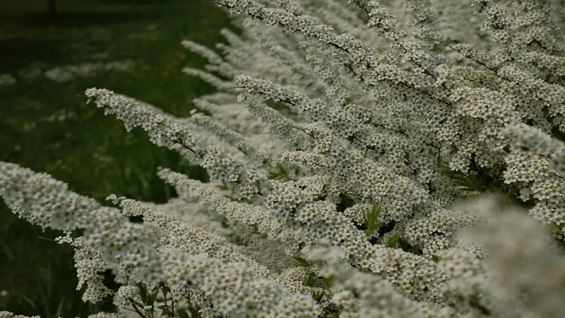 Rameaux arqués d'une spirée couverts de petites fleurs blanches au printemps