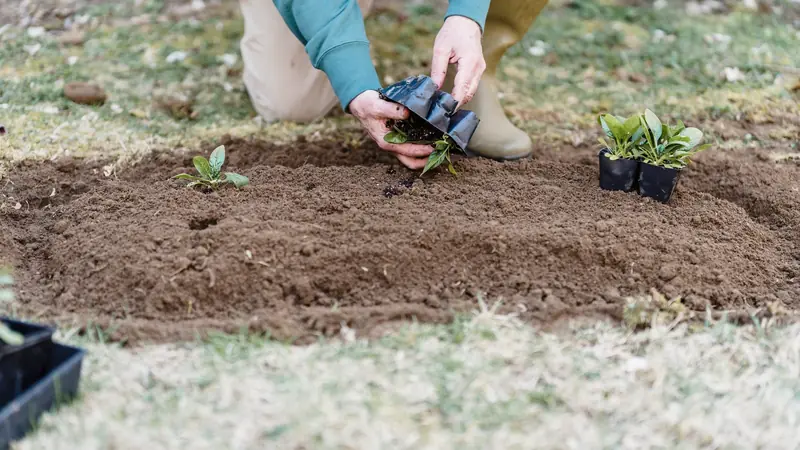 Mains sortant de jeunes plants de leurs godets pour les mettre en terre ameublie