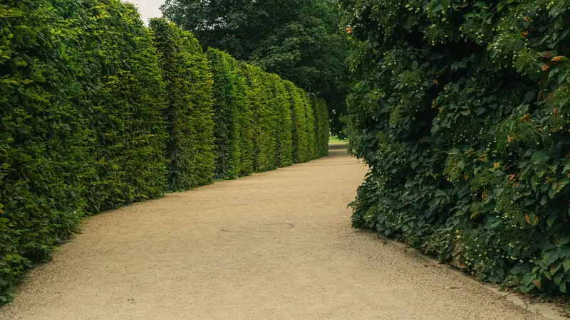 Hautes haies taillées bordant une allée sablée dans un parc