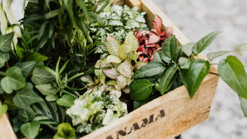 Caisse en bois brut garnie de plantes vertes et panachées, posée en extérieur