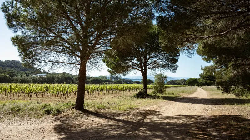 Chemin de terre longeant des rangs de vigne bordés de pins