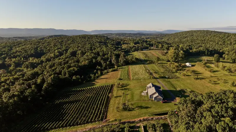 Vue aérienne d'une parcelle de vigne bordée de forêts et de prés, avec des collines à l'horizon