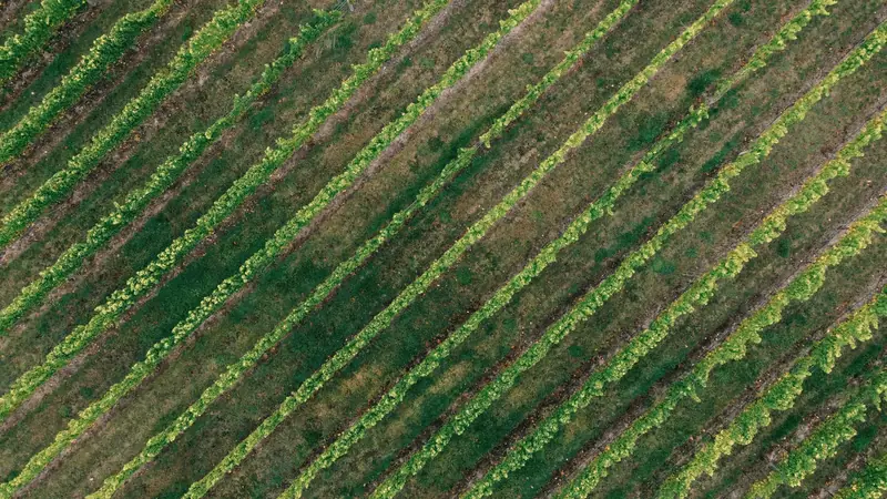 Vue aérienne de rangs de vigne verts alignés en diagonale sur un sol enherbé