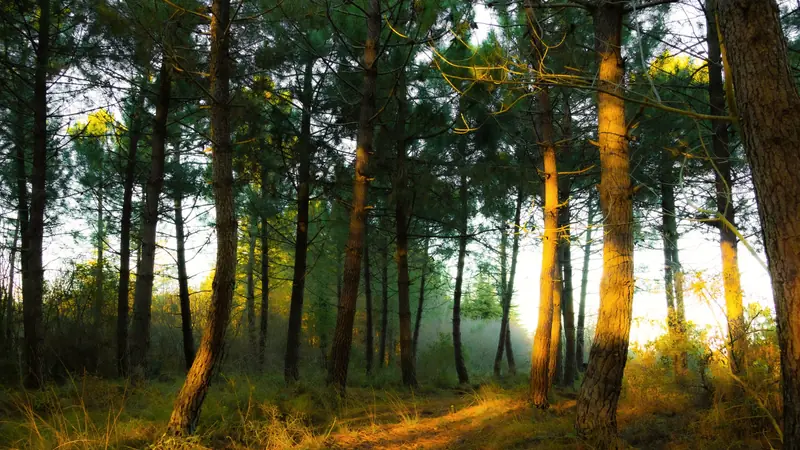 Forêt de pins maritimes éclairée par le soleil en fin d'hiver