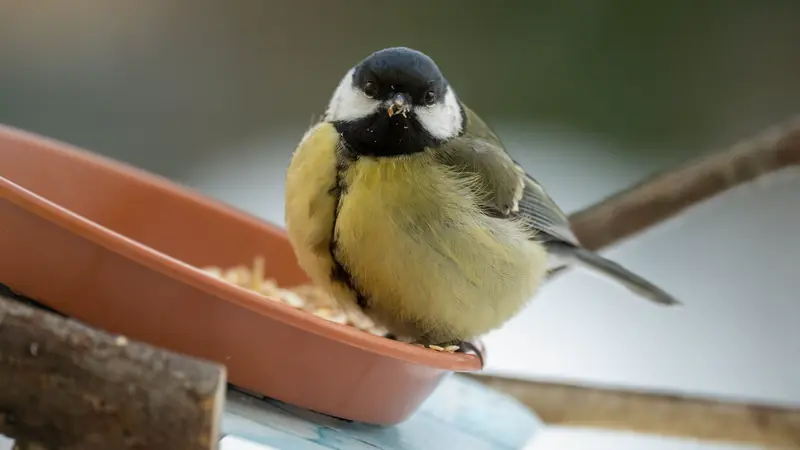 Mésange charbonnière posée sur une mangeoire