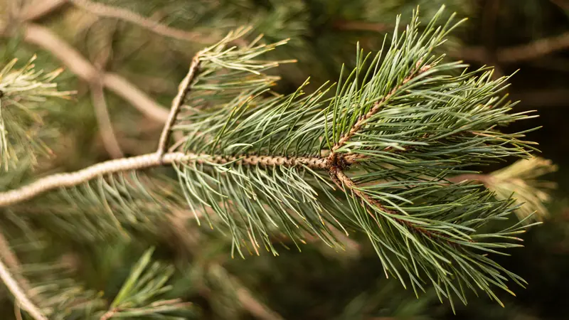 Branche de pin aux aiguilles vertes en gros plan