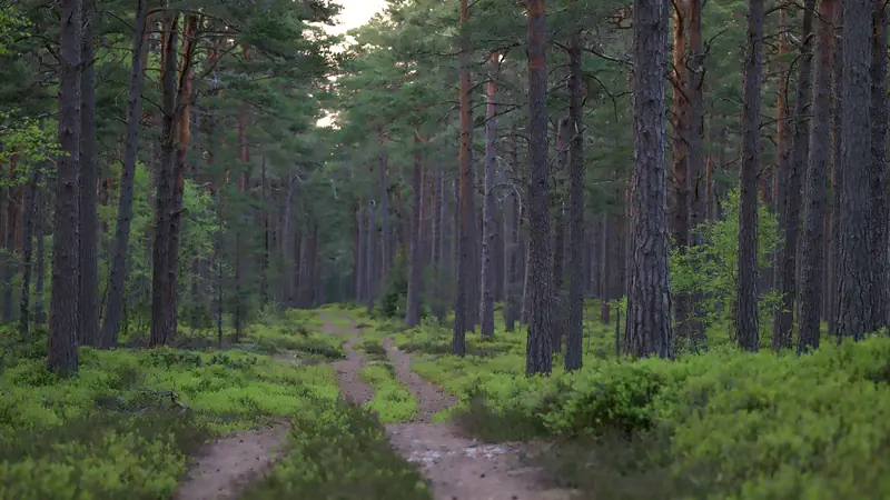 Chemin forestier entre des pins