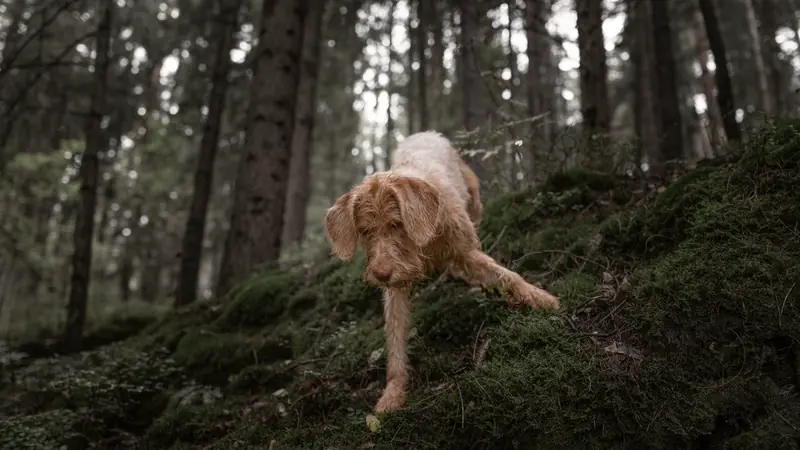 Chien reniflant le sol dans une forêt de pins
