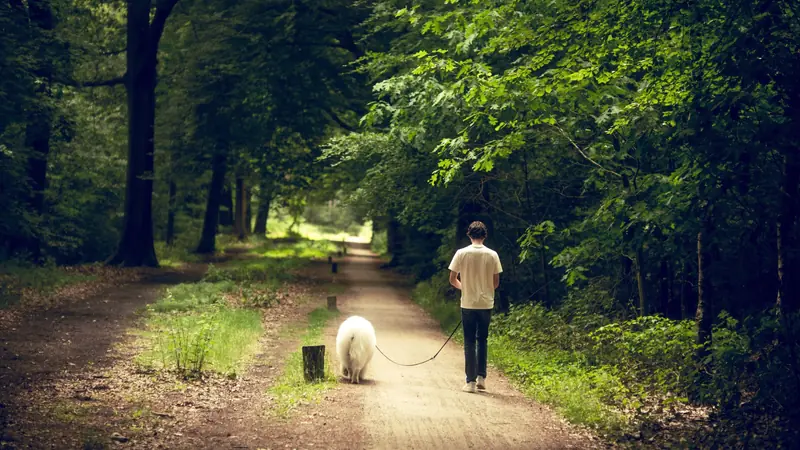Chien tenu en laisse en promenade sur un chemin forestier