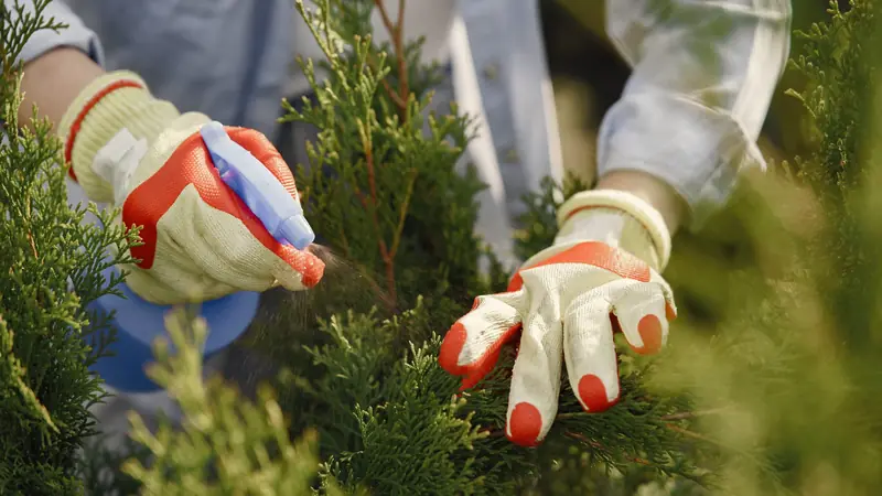Mains gantées traitant les branches d'un conifère