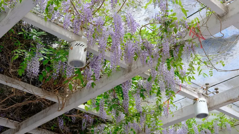Pergola blanche couverte de glycine en fleurs, avec des projecteurs fixés aux poutres