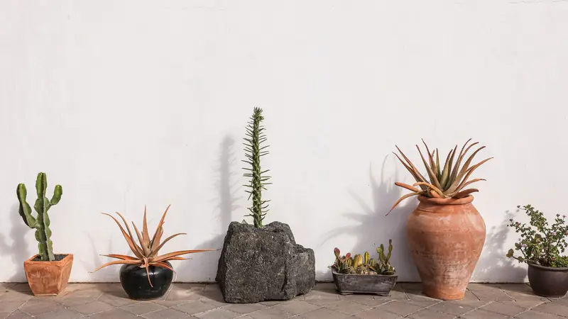 Cactus, aloès et succulentes en pots de terre cuite, de céramique et dans une pierre volcanique, alignés contre un mur blanc sur un sol pavé