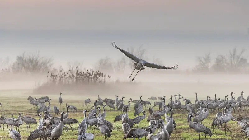 Grues cendrées rassemblées dans un champ, l'une en vol