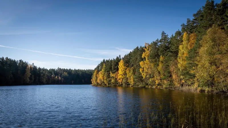 Étang calme entouré de roseaux et de forêt sous un ciel d'automne