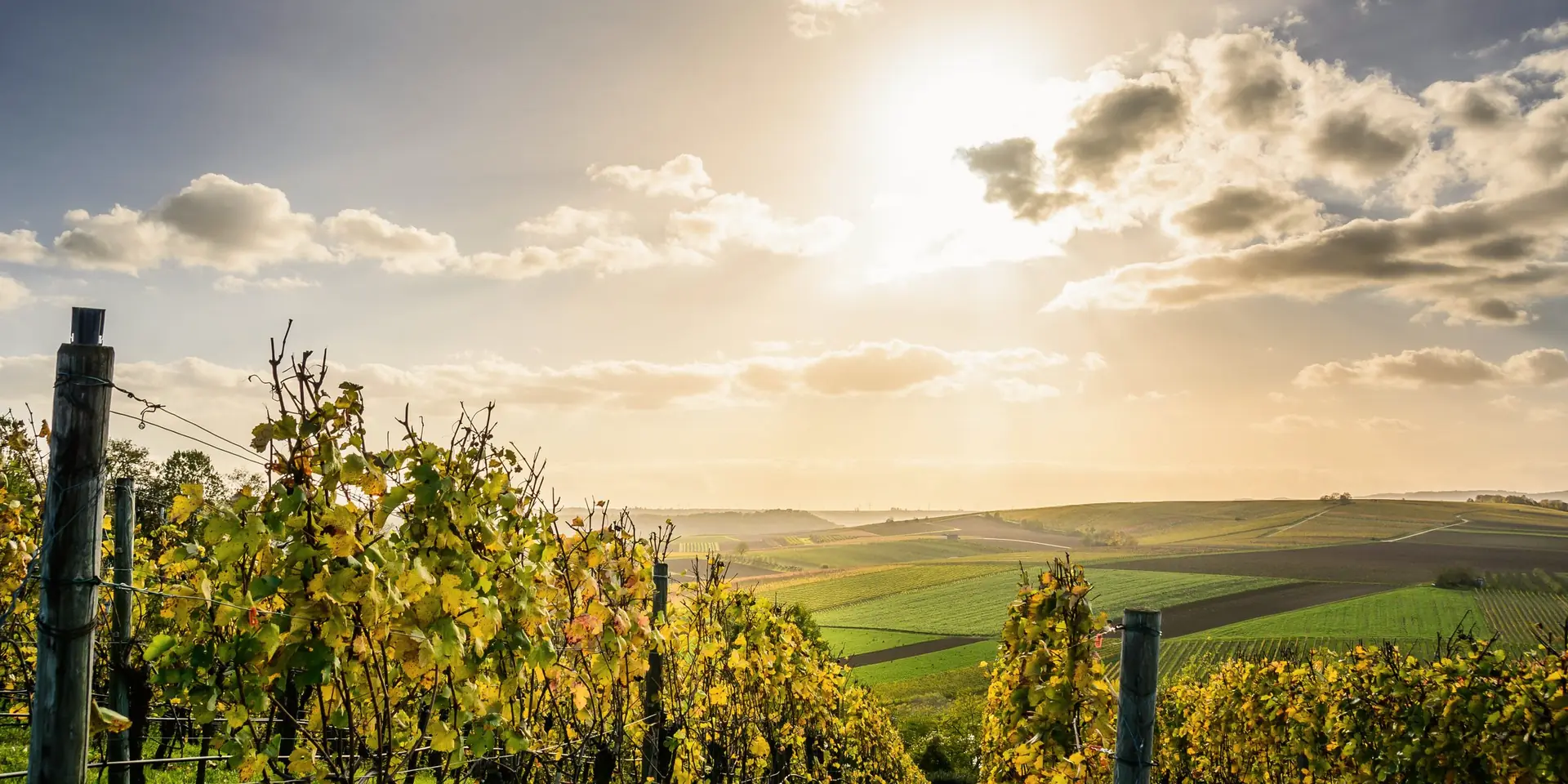 Rangs de vigne baignés de soleil devant un vaste paysage de vignobles