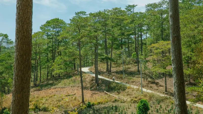 Piste cyclable serpentant dans une forêt de pins
