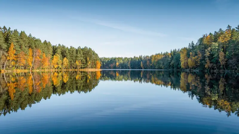 Grand lac aux eaux calmes bordé d'une forêt de pins sous un ciel clair