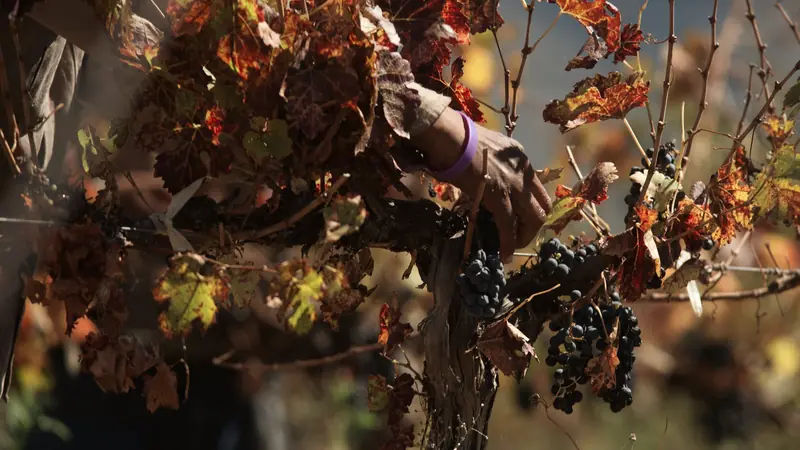 Grappes de raisin noir sur une vigne aux feuilles d'automne