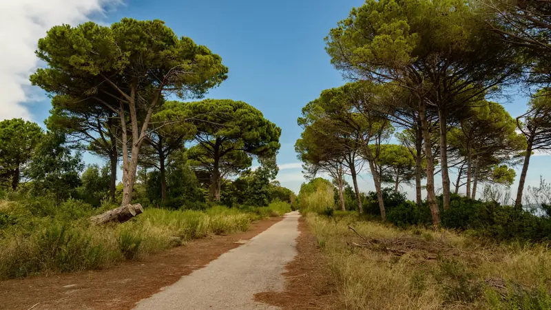 Chemin ombragé par de grands pins