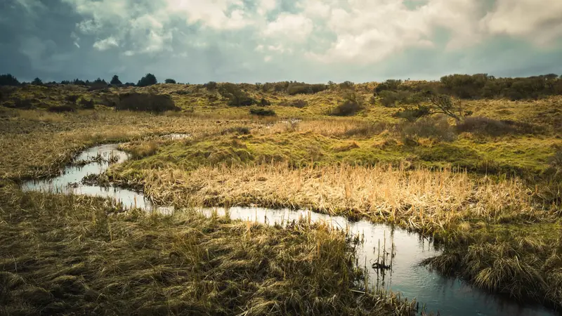 Marais aux herbes dorées traversé par un chenal d'eau