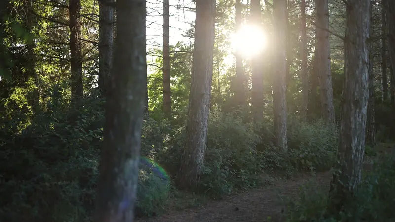 Sentier de randonnée dans une forêt de pins éclairée par le soleil