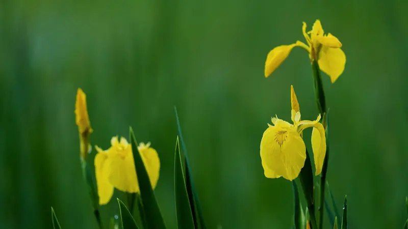 Iris jaunes en fleur et feuilles en lame dressées sur fond de végétation verte