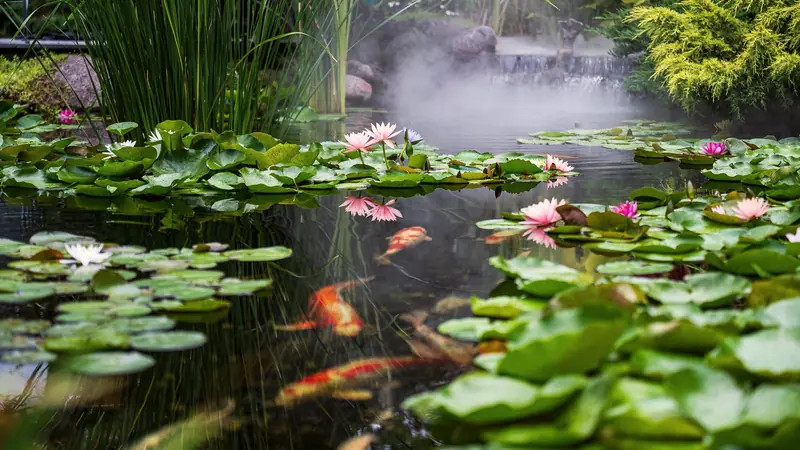 Bassin de jardin couvert de nénuphars roses et blancs, joncs en bordure, carpes koï et petite cascade