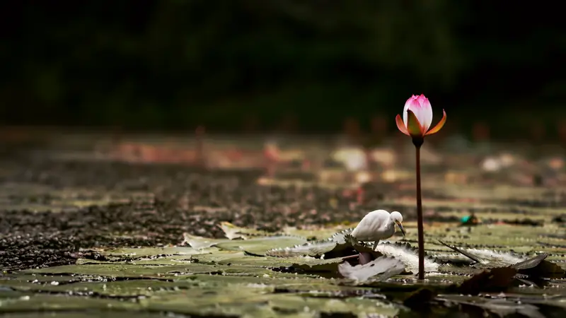 Bouton de nénuphar rose dressé au-dessus des feuilles flottantes, avec une aigrette blanche posée sur une feuille