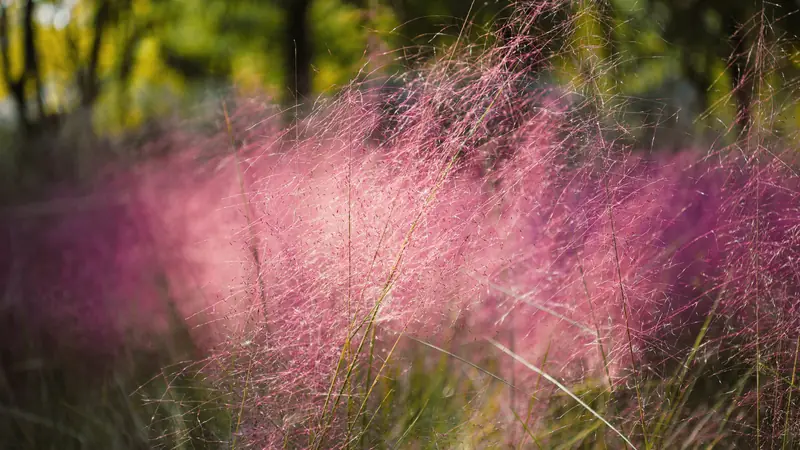 Graminées ornementales aux épis roses