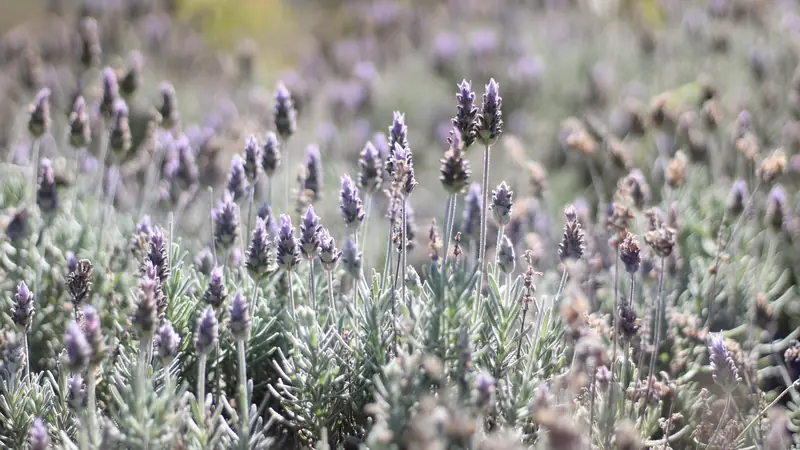 Massif de lavandes en fleurs