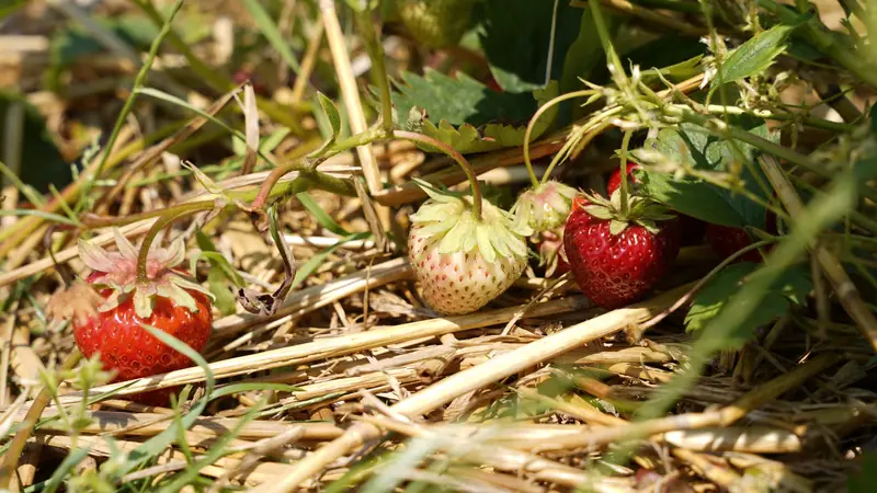 Fraisiers paillés de paille avec des fraises mûres