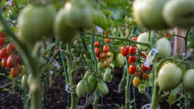 Plants de tomates chargés de fruits verts et rouges
