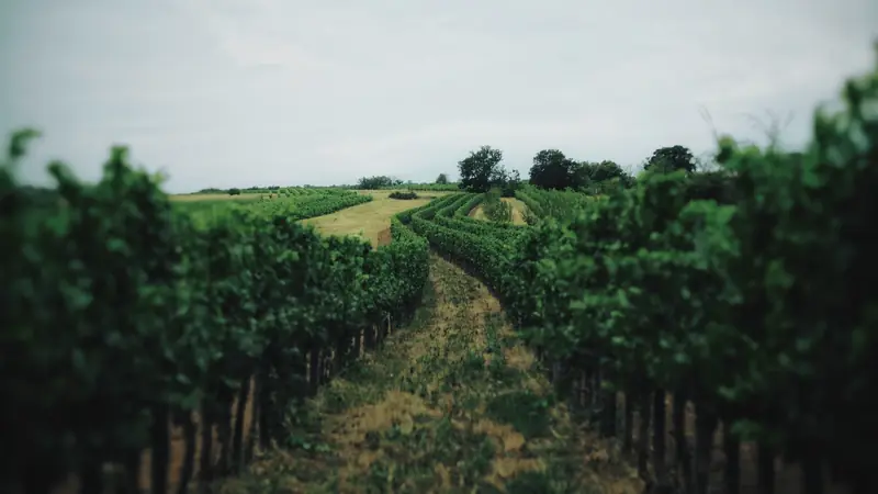 Allée enherbée entre deux rangs de vigne en été