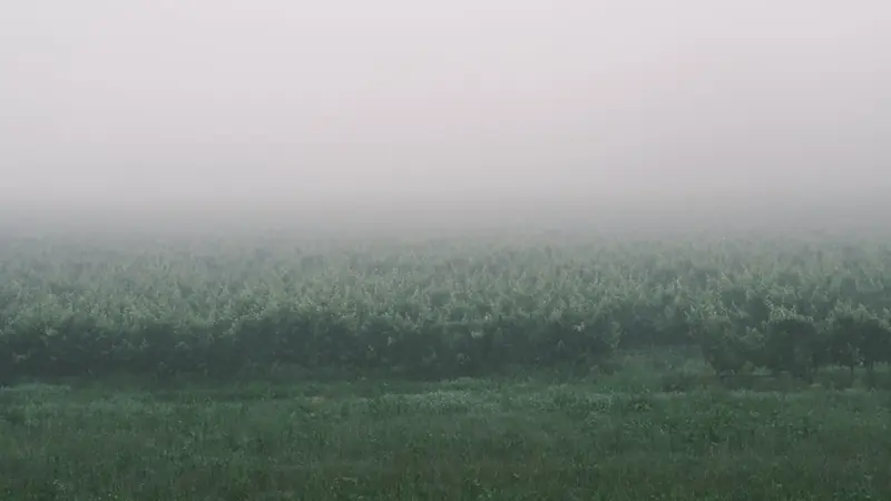 Vignes dans la brume d'un matin d'automne