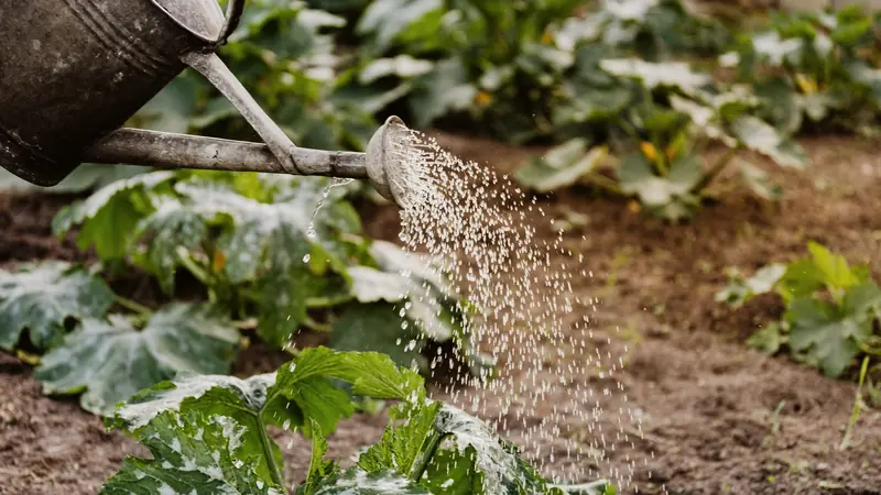 Arrosoir en métal arrosant des plants de courgettes