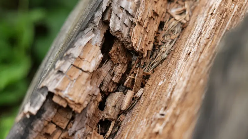 Bois ancien abîmé et creusé, en gros plan