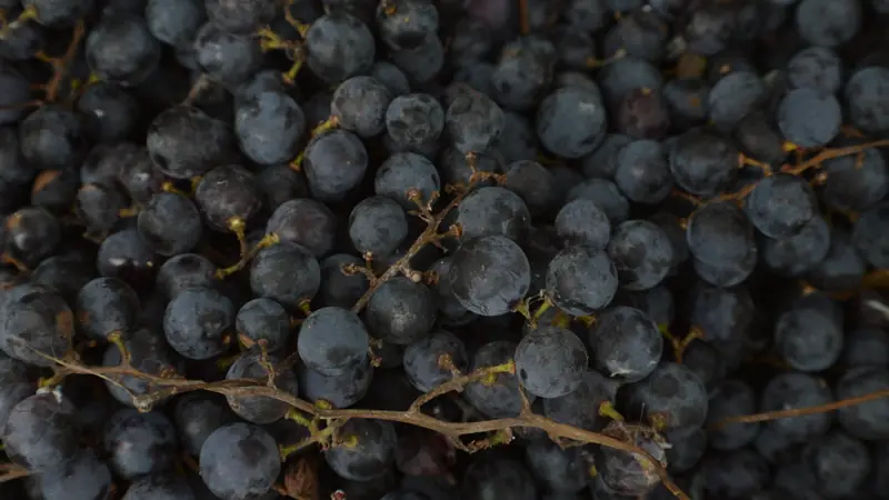 Raisins noirs fraîchement récoltés, en gros plan