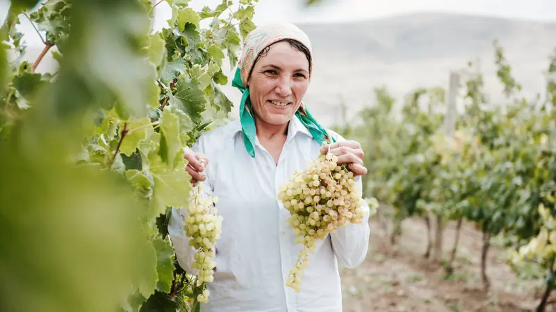 Vendangeuse tenant des grappes de raisin blanc dans un rang de vigne