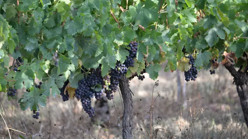 Grappes de raisin noir sur un vieux pied de vigne planté dans un sol sableux