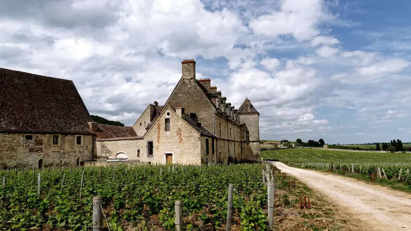 Domaine viticole en pierre au bout d'un chemin bordé de vignes